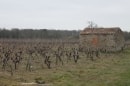 vignes au sud de Nantes